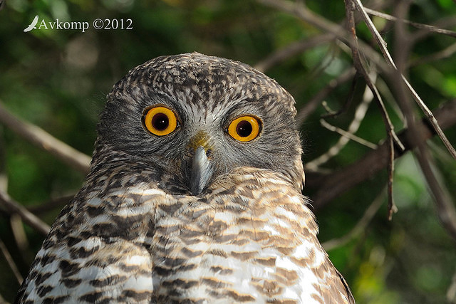 powerful owl 1871 crop