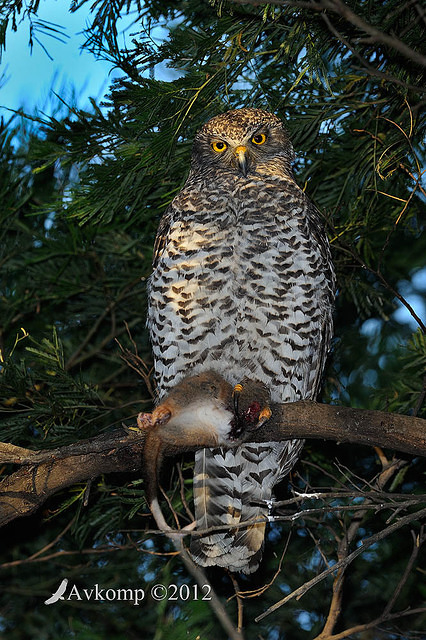 powerful owl 1889