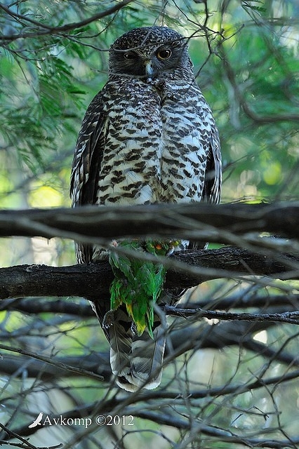 powerful owl 1891