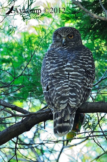 powerful owl 1894