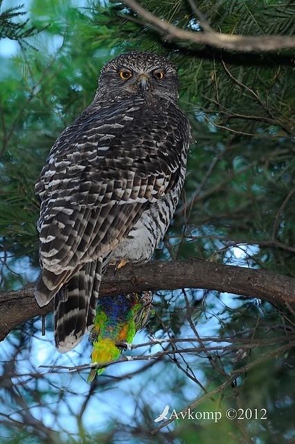 powerful owl 1910