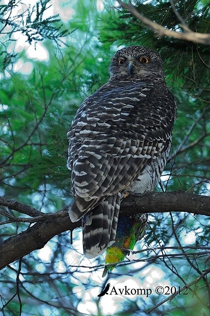 powerful owl 1912