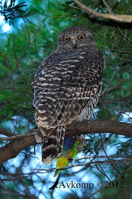 powerful owl 1914