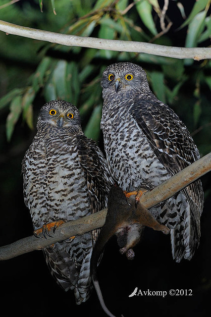 powerful owl 1927