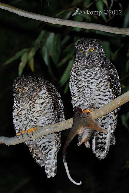 powerful owl 1929