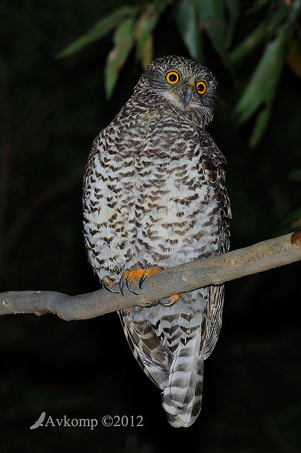 powerful owl 1931