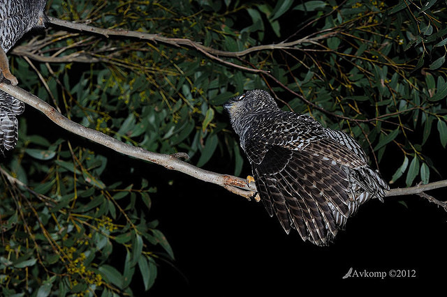 powerful owl 1936