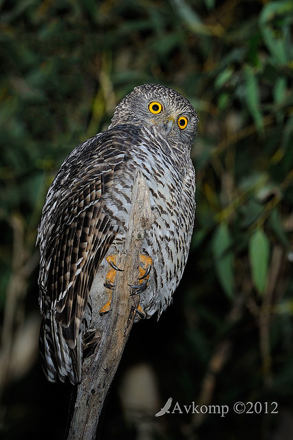 powerful owl 1940