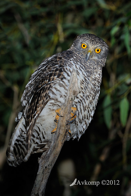 powerful owl 1943