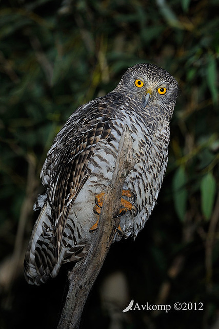 powerful owl 1944