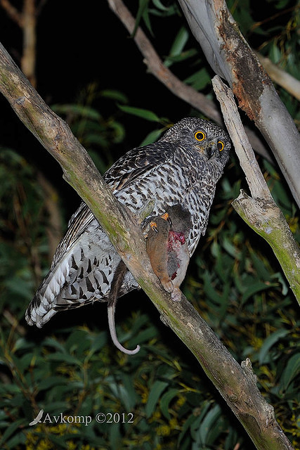 powerful owl 1952