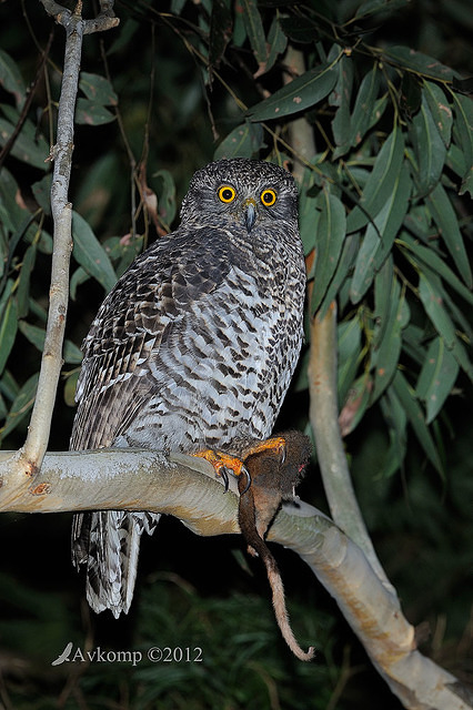 powerful owl 1967