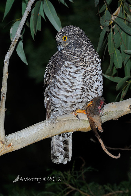 powerful owl 1971