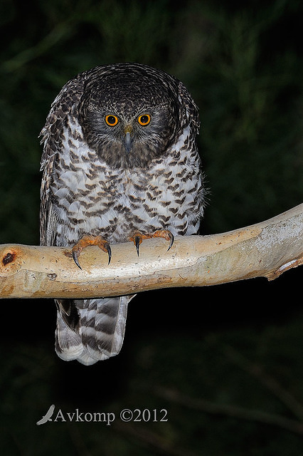 powerful owl 1974