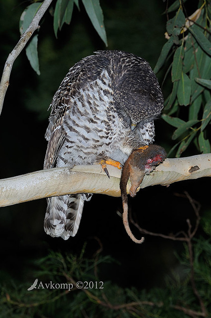 powerful owl 1975