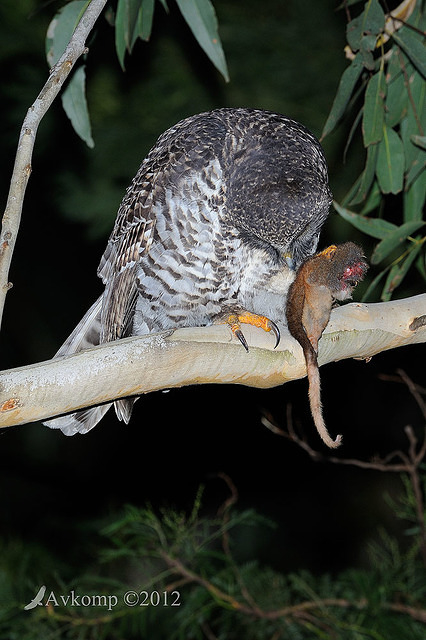 powerful owl 1977