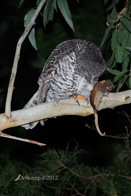 powerful owl 1978