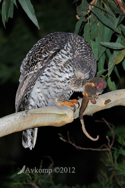 powerful owl 1988