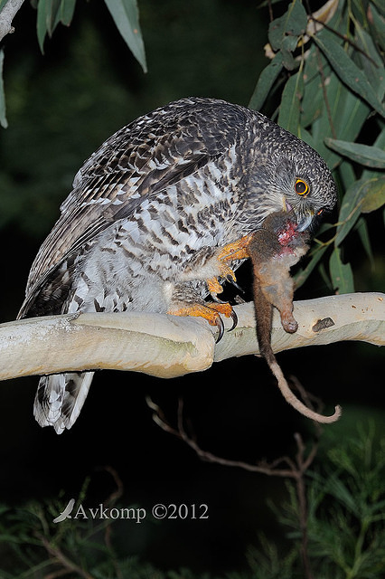 powerful owl 1989