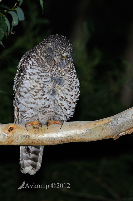 powerful owl 1996