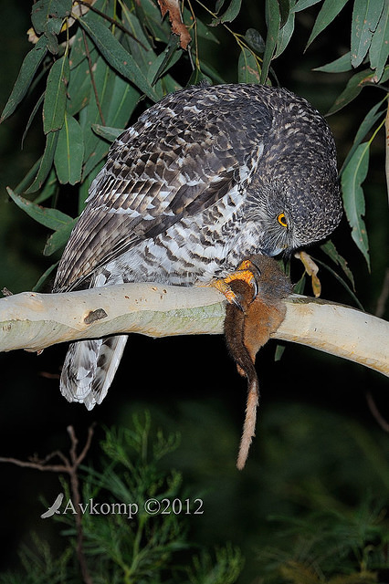 powerful owl 1999