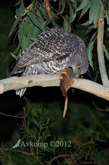 powerful owl 2000