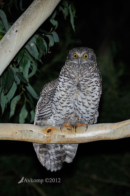 powerful owl 2002