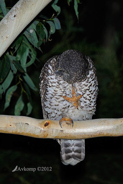 powerful owl 2004