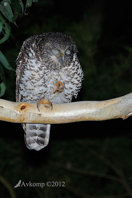 powerful owl 2010