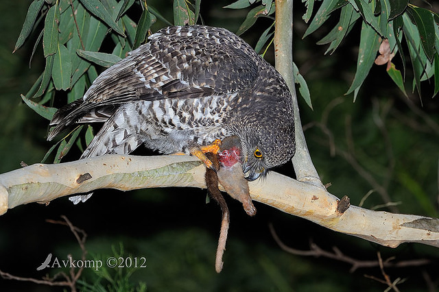 powerful owl 2020