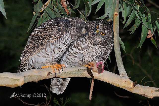 powerful owl 2041