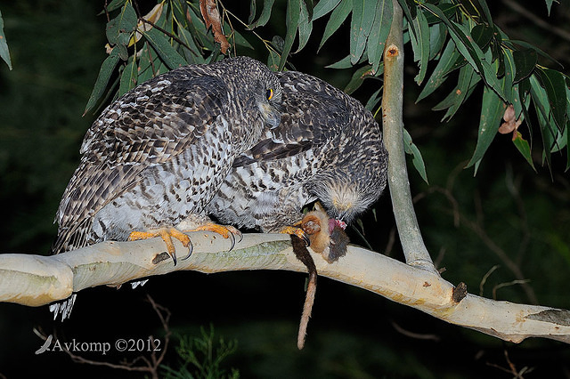 powerful owl 2042