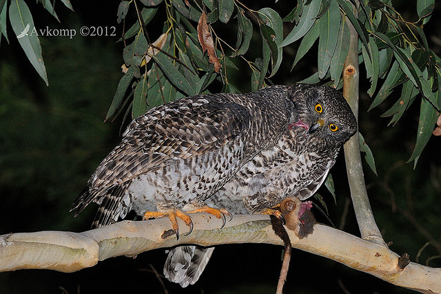 powerful owl 2044