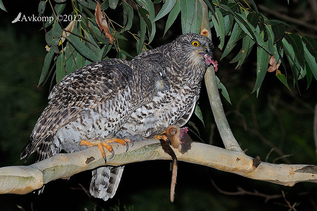 powerful owl 2045