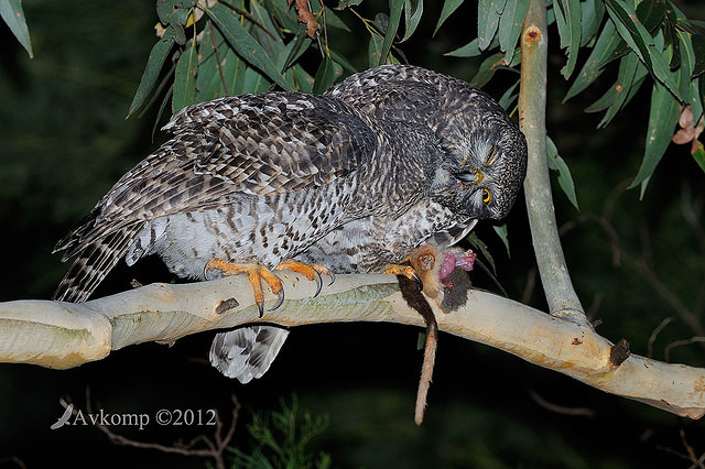 powerful owl 2047