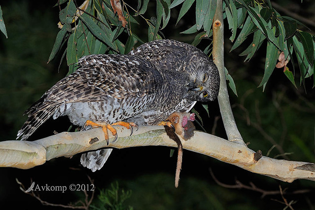 powerful owl 2051