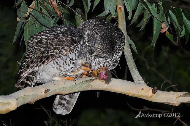 powerful owl 2067