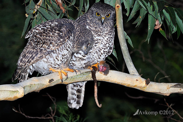 powerful owl 2070