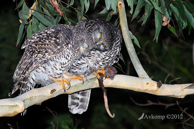 powerful owl 2072