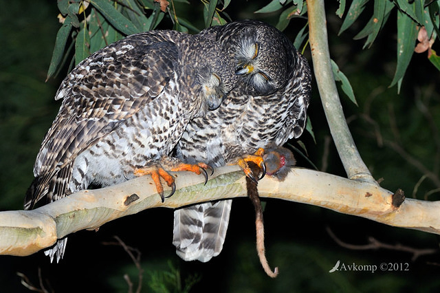 powerful owl 2073