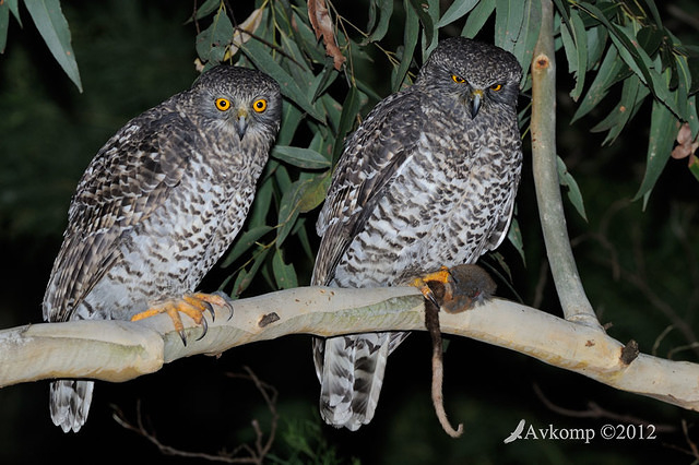 powerful owl 2076