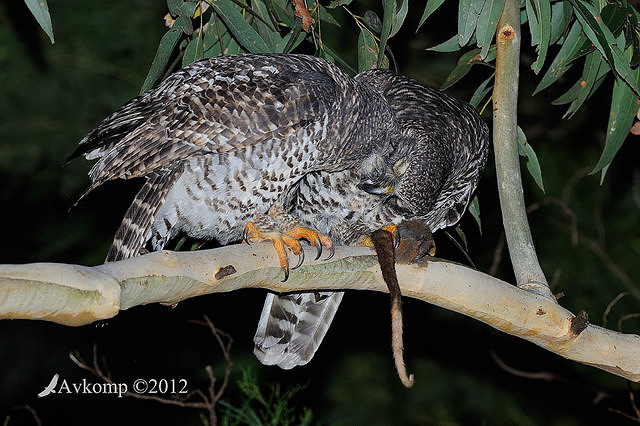 powerful owl 2078