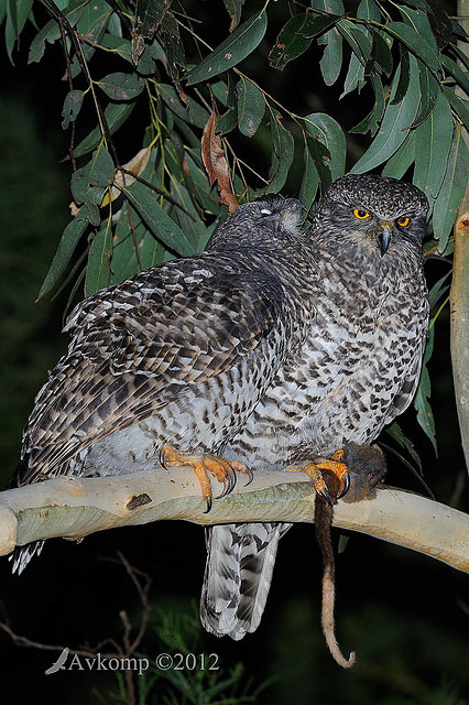 powerful owl 2079