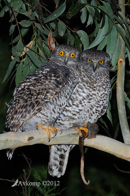 powerful owl 2081