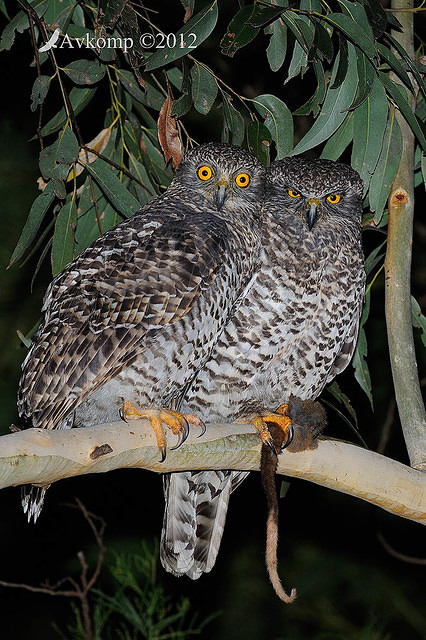 powerful owl 2082