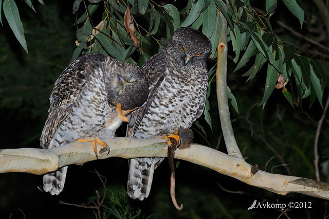 powerful owl 2084