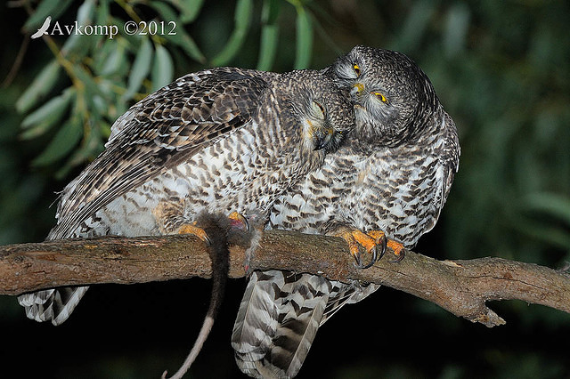 powerful owl 2192