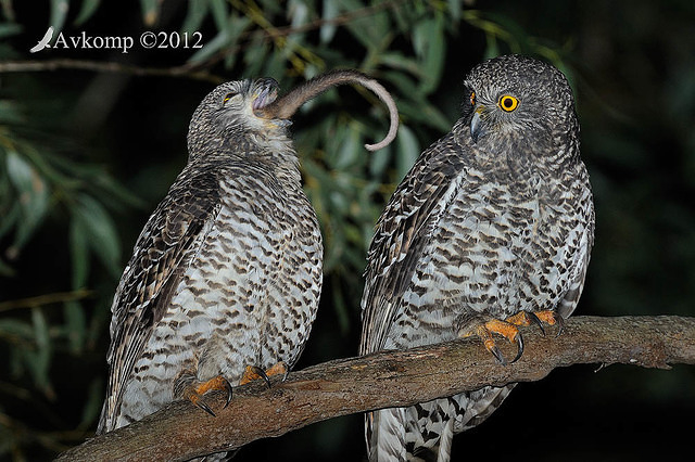 powerful owl 2195