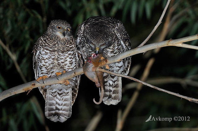 powerful owl 2208