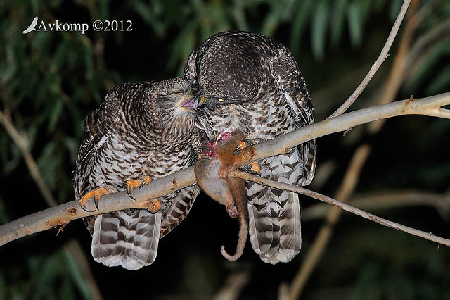 powerful owl 2209